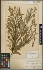 Foto von Salix purpurea L.